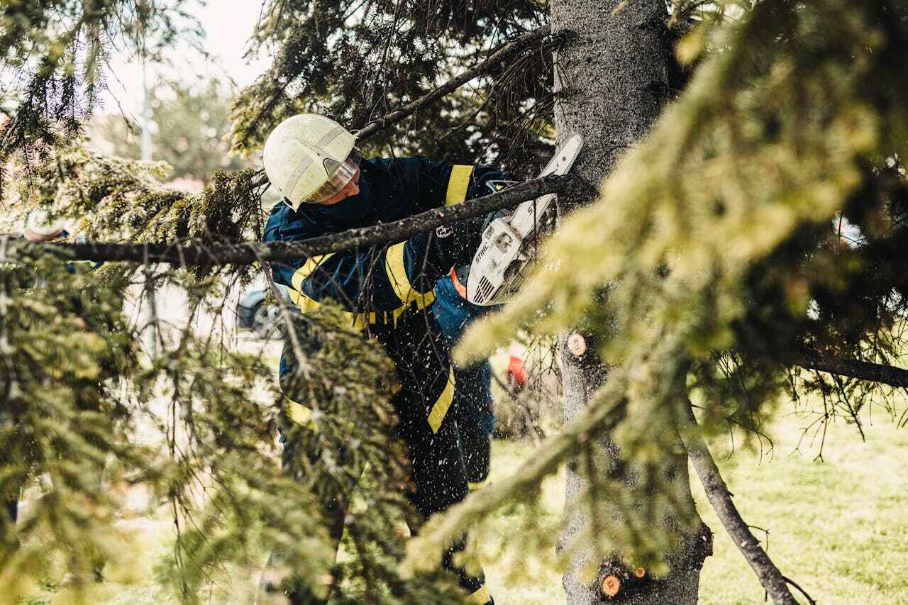 Residential Tree Removal in View Park Windsor Hills, CA